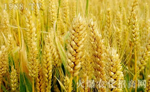 种植小麦如何才能高产有了这款产品小麦轻松高产不用愁