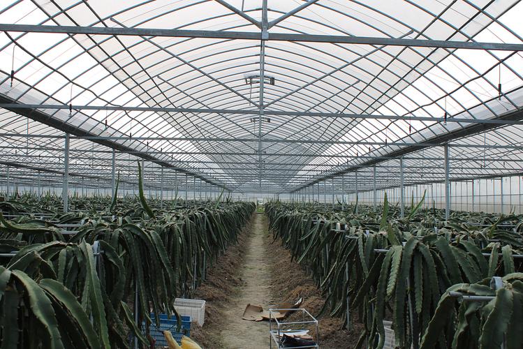 火龙果种植温室连体大棚冬晖大棚钢管厂